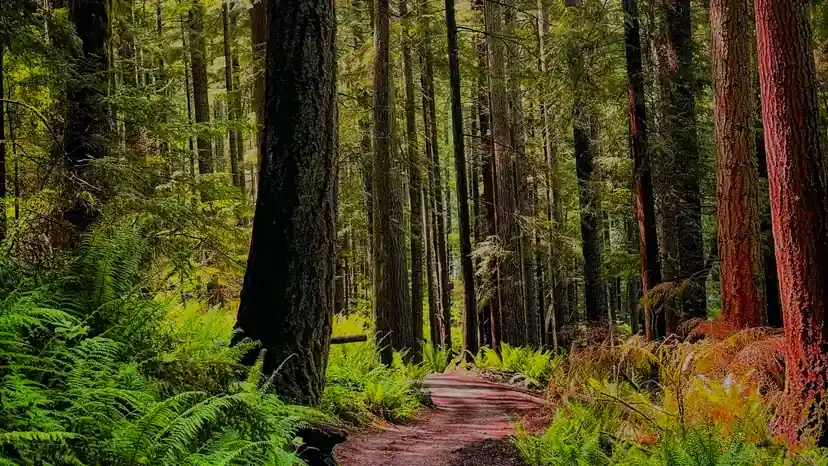 Sunlit forest path winding through tall trees — photo by @miawallace64